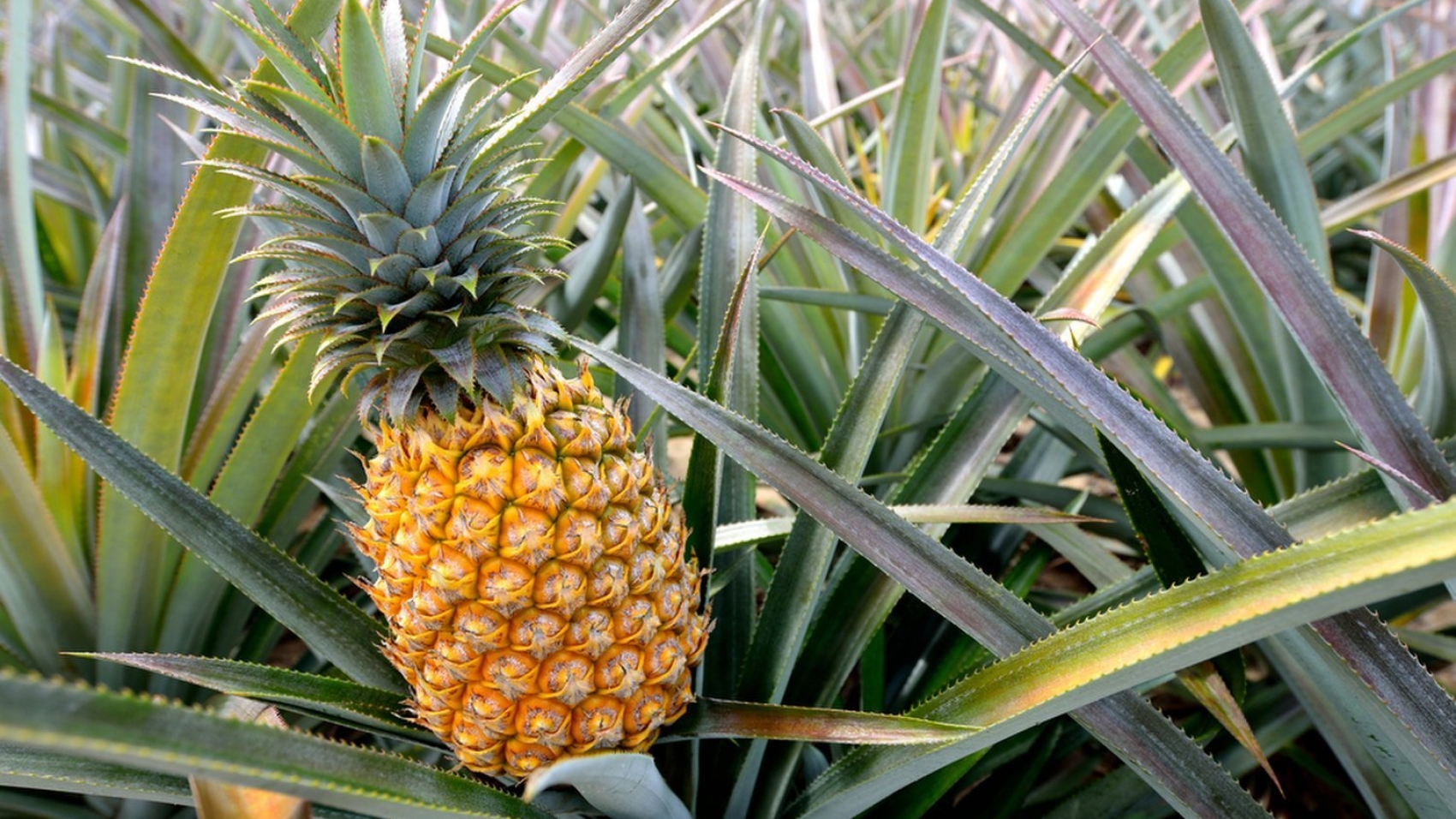 ANANAS