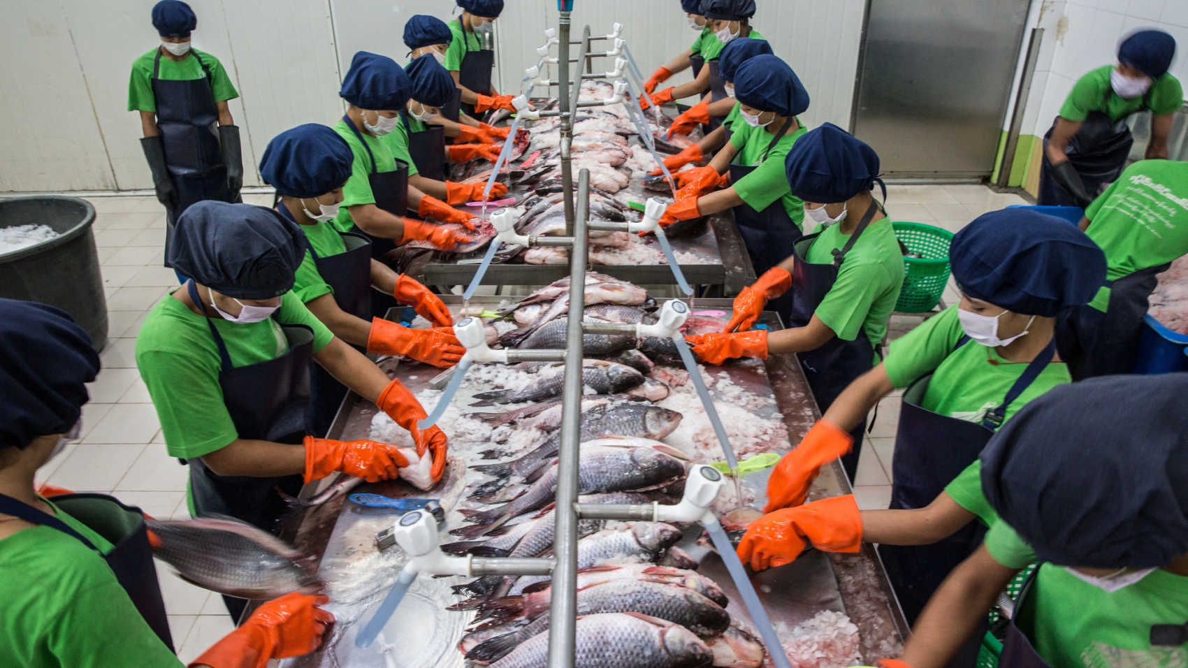 Employees clean and wash farmed fish at Hlaing Htate Khaung Cold Store in Yangon, Myanmar on August 29, 2018.

Photograph: Taylor Weidman/Bloomberg