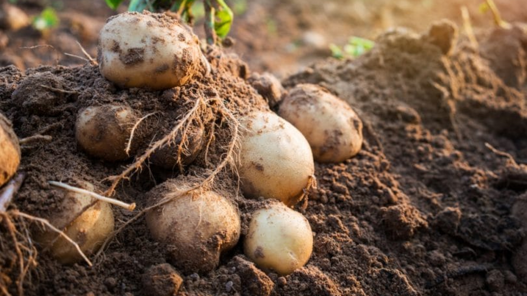 potatoes-header-810x572