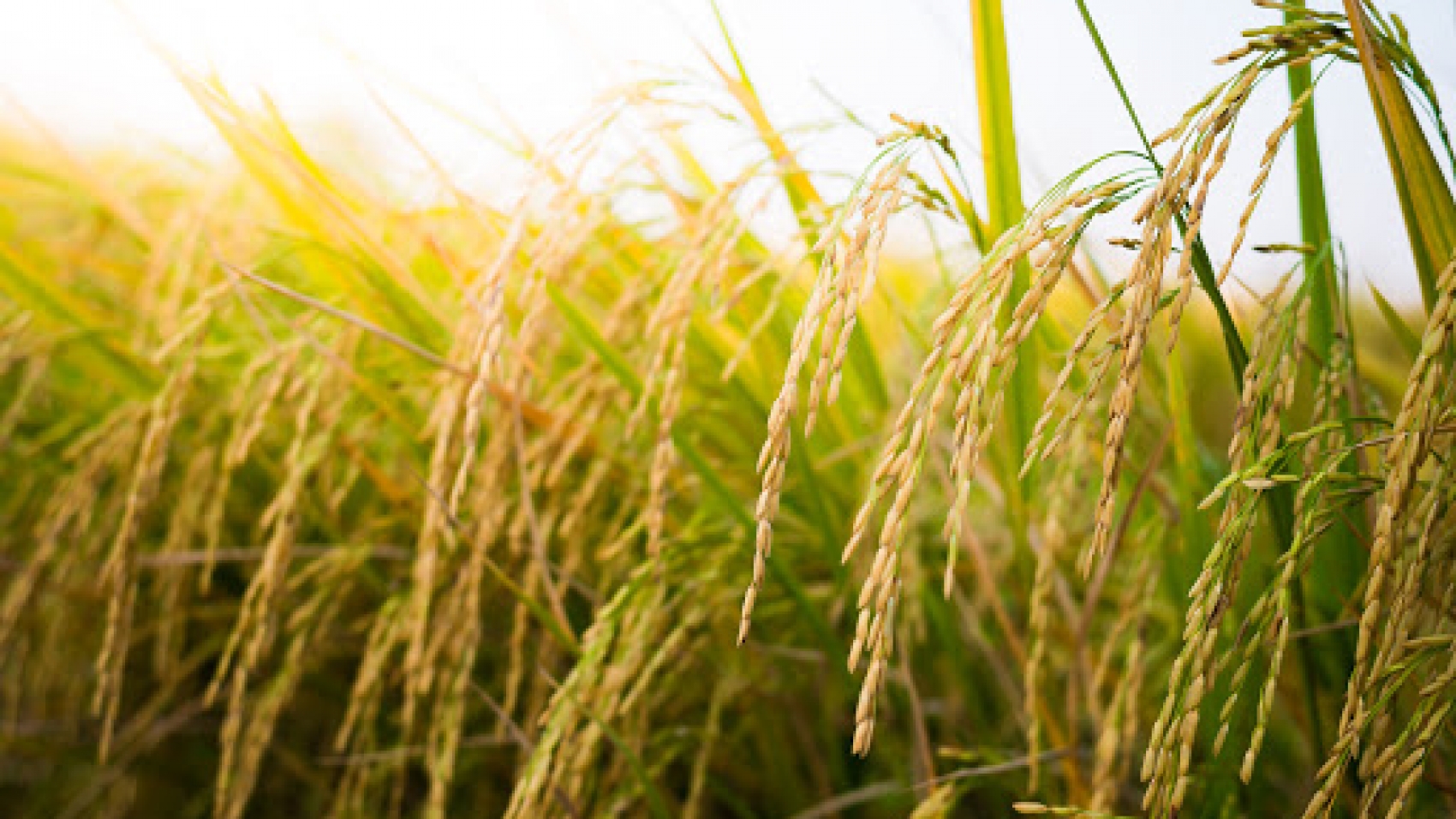 35176776 - closeup paddy rice in the rice field