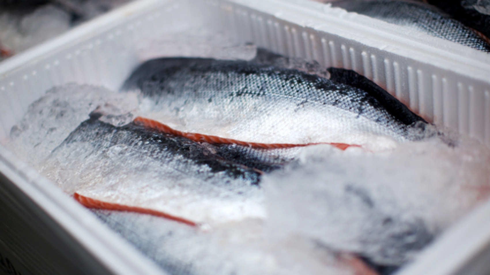 whole-salmons-lying-iced-transportation-box