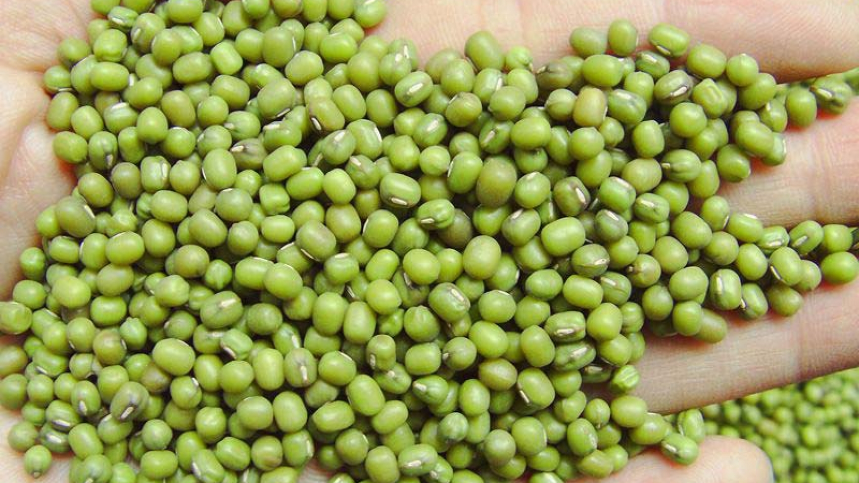 green-mung-beans-1716959