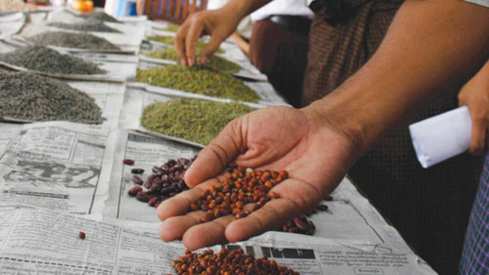 pigeon-pea