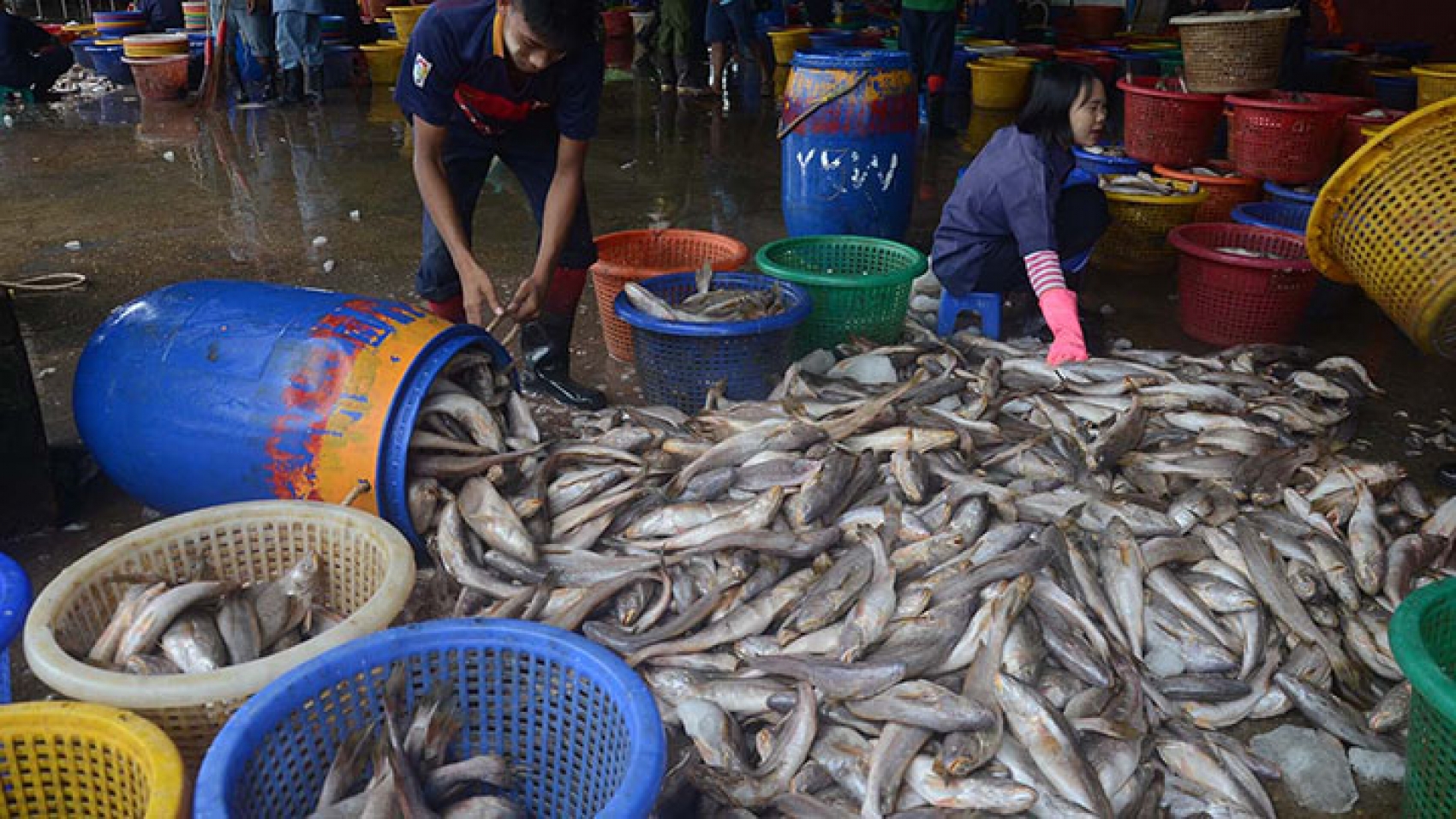 DSC_0009-A-worker-selects-fish-at-the-Nyaungtan-Jetty-in-Yangon.-Photo-Phoe-Khwar-copy