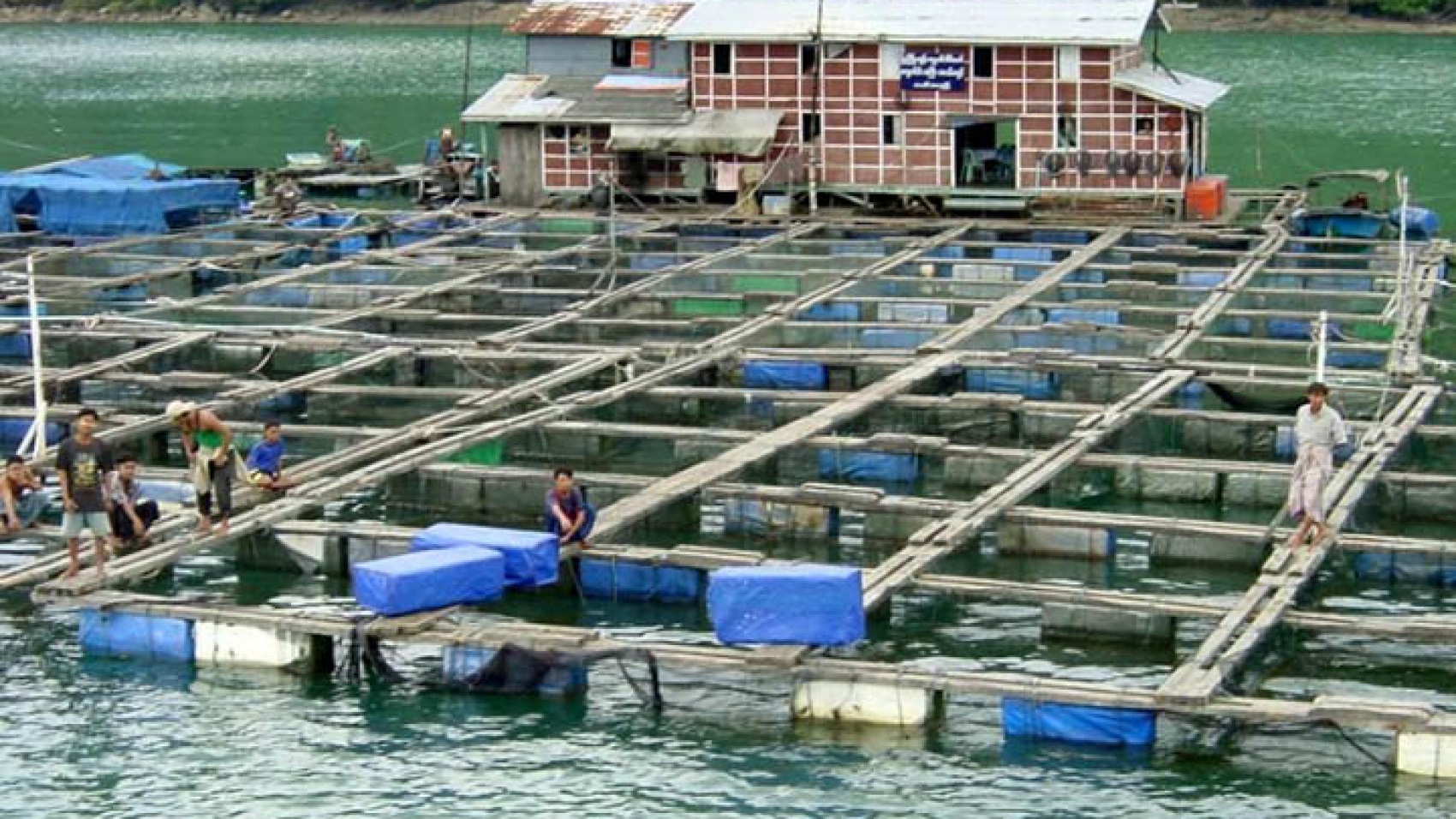 Fish-are-farmed-in-an-artificial-pond-in-Ayeyawady-Region-where-fish-and-shrimp-farming-businesses-are-likely-to-receive-funding-as-part-of-an-EU-aquaculture-project.-copy