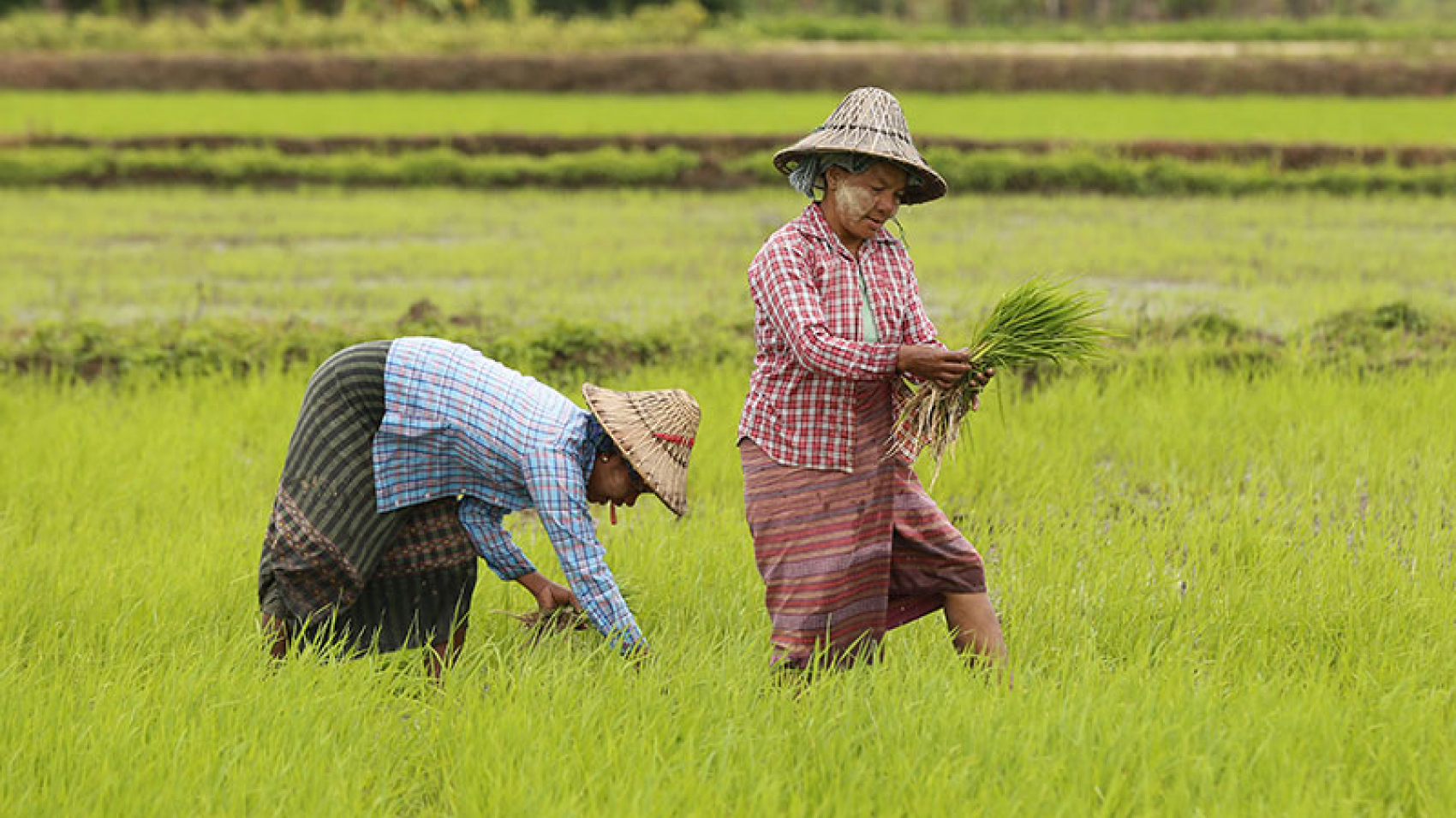 paddy-fields-in-naypyitaw